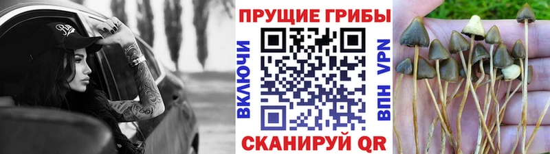 Псилоцибиновые грибы Cubensis наркошоп Яранск